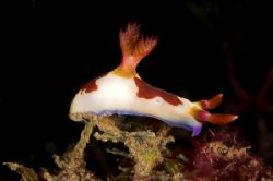 Nembrotha - Lembeh 2006 - D70, 60mm, twin DS50s by Simon Pickering 